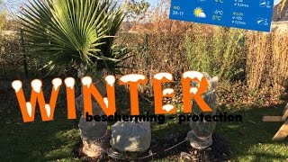 Comment protéger ses palmiers en hiver ? Explications et conseils