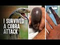 How to Survive a King Cobra Attack