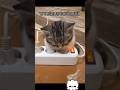 #котики #україна #украина #кіт #зарядка #зарядбатареи #заряд #tiktok