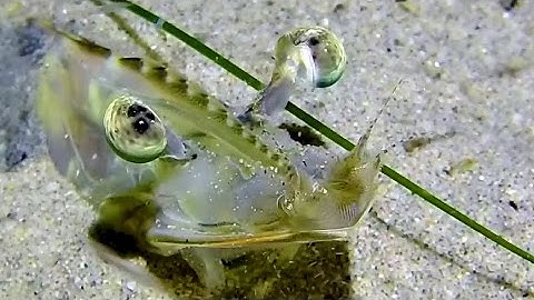 Muck Diving, Redondo Submarine Canyon(Vets Park), Macro with Macromate Mini/GoPro