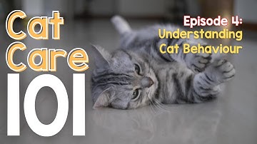 Cat Care 101 - Episode 4: Understanding Cat Behaviour - Decoding Your Feline Friend
