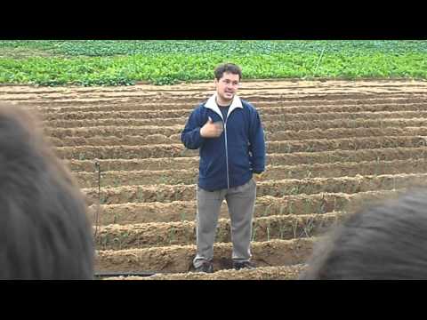 Vídeo: Cultiu De Plantes Al Balcó