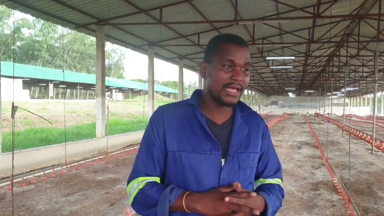 Parte III : Criação avícola em Moçambique.