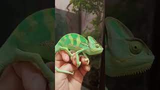 Green Chameleons Wildlife Animal Exotic Cute Ep148 Resimi