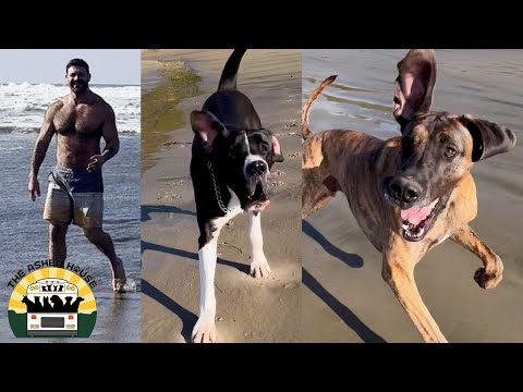 Great Danes Are Such Incredible Dogs I Ve Learned So Much From Having Them Lee Asher