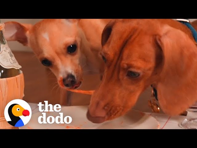 Gourmet Meals Make This Pup's Sensitive Tummy Happy | The Dodo class=