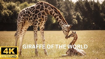 4K Giraffe Scenic Relaxation Music Background | 4K Giraffe youtube moments | 4K Giraffe Animal HD 4K