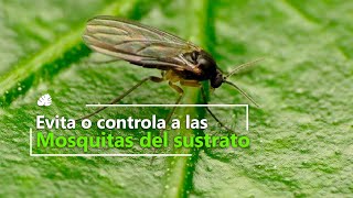 ¿Mosquitas pequeñas volando por tus ventanas o macetas? te cuento sobre la mosca del sustrato.