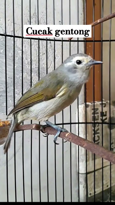 cucak gentong #burungmerdu #birds #burungkicaudialamliar #burung #burungsuaramerdu #cucakgentong