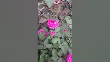 انها 15 ثانيه من القرآن الكريم لا تخسرها استمع واجعلنا في ميزان حسناتك