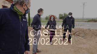 PLANTADA A LA CASELLA DE TORREGROSSA