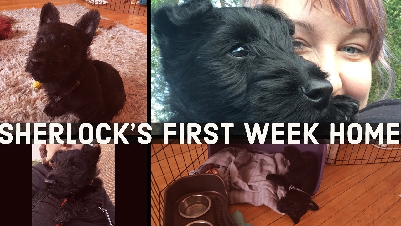 Sherlock’s first week home | 8 week old Scottie puppy