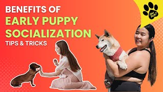 The Importance of EARLY Puppy Socialization - Tips \& Tricks