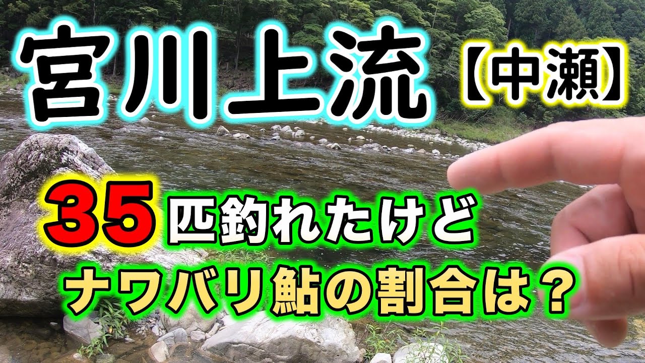 宮川上流のアユ釣り最新釣況。大会のために大量放流した中瀬ポイントはどんな感じかな？【宮川上流 2023年】