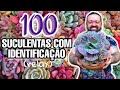 100 SUCULENTAS com IDENTIFICAÇÃO + Música Relaxante | Nomes de suculentas