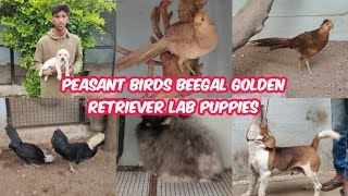 peasant birds | beegal golden retriever & lab puppies | Persian 🐾 | ☀️ conure 🐥 at fort side farm