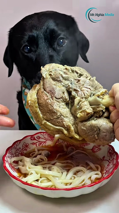 Download lagu Delicious Weekend Meal for My Labrador! #Labrador #DogFood #petmeals