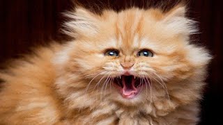 Persian Male Cat Calling Female | Male Cat Calling Female In Heat | Male Cat In Heat Sounds