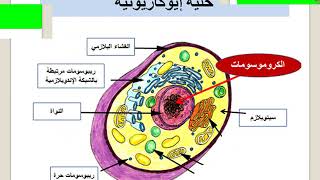 تركيب الخلية البكتيرية د.ايمان العطار