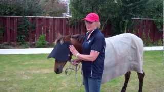 How To Load A Horse - Part 4