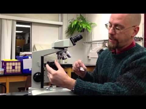 introduction to light microscopy