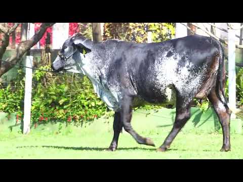 LOTE 105   5063 CE   ANGELA FIV MIAMI SANTA LUZIA