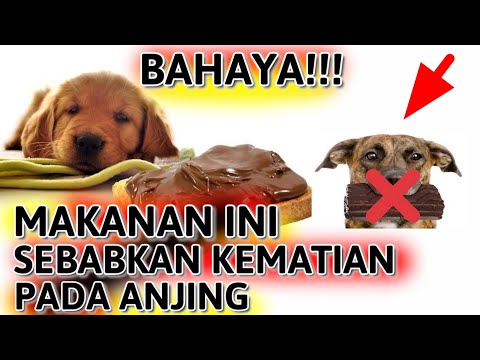 Video: Ketoksikan Coklat Melanda Rumah Apabila Anjing Makan Seluruh Coklat