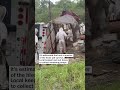 Millions of bees swarm Texas town after truck crashes into ditch