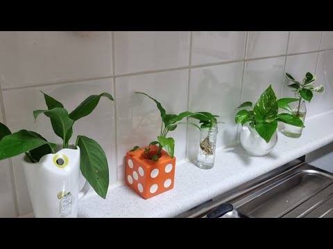 Видео: Анемон цэцэг хэрхэн ургуулдаг вэ?