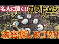 【必見！！】カブトムシの幼虫採集のコツとは？採集の名人が徹底解説！！