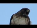 Red-tailed hawk  Screaming (Buteo jamaicensis)