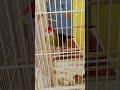 modern-day dinosaur in a cage.