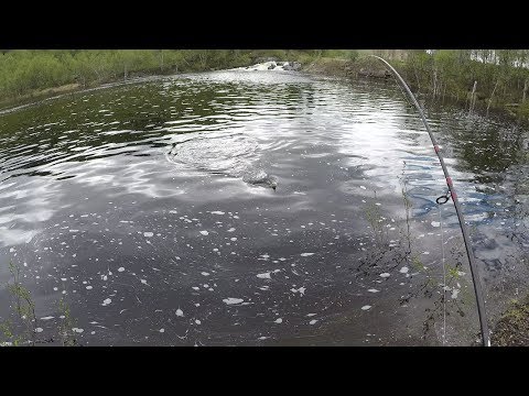 ОТКРЫТИЕ СЕЗОНА ЛЕТНЕЙ РЫБАЛКИ / THE OPENING OF THE SUMMER FISHING SEASON