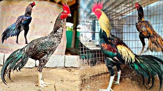 India's No  1 Best Aseel Chicken