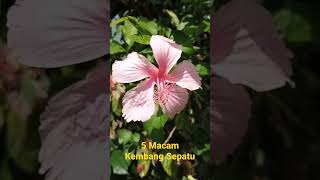 5 Macam Kembang Sepatu (Hibiscus rosa sinensis)