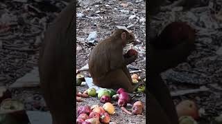 monkey 😭😭 free 🆓 save..b d g chanal....ji