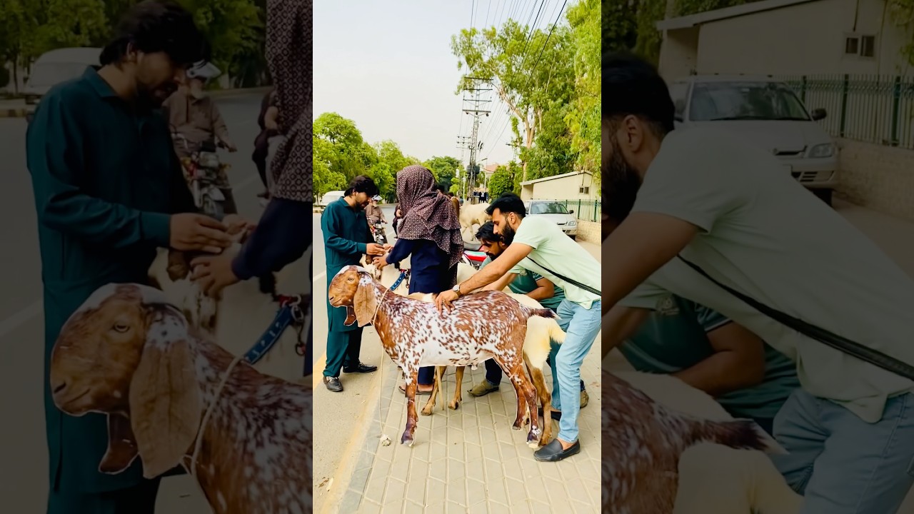 Virel goat 2026 Eid 😳 #funny #comedyshorts #comedy #comedyvideos #shortvideos #fun #shorts #viral