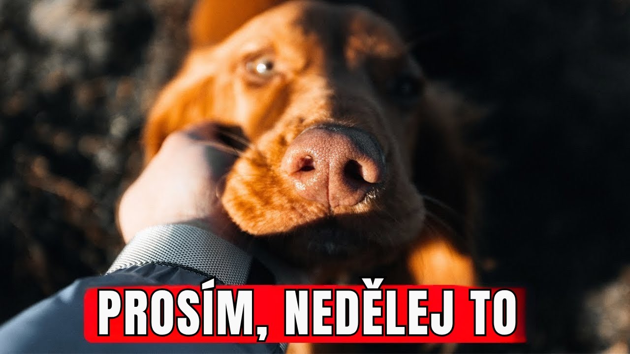 13 věcí, které psi nesnášejí a přejí si, abyste s nimi přestali
