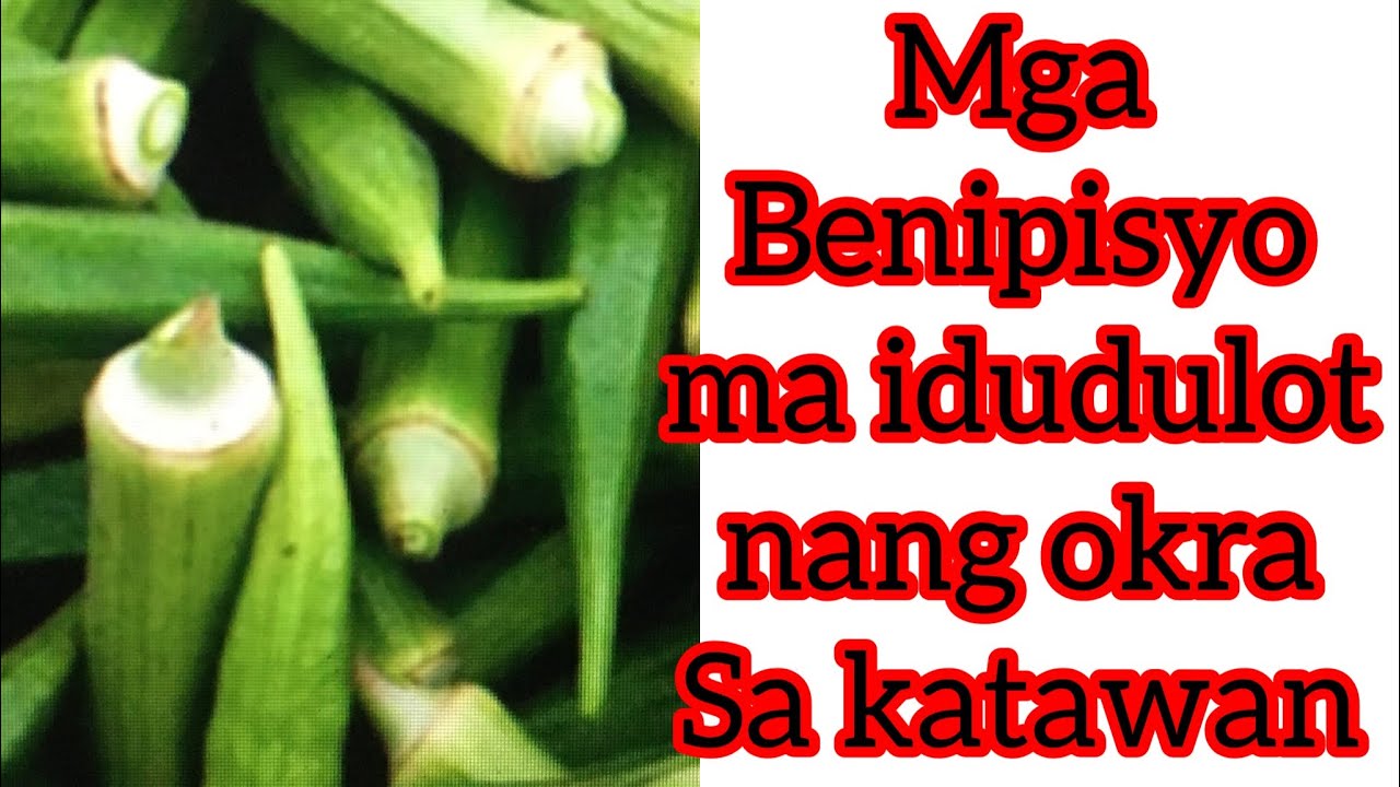 Mga Benepisyo nang Okra sa ating katawan ladyfinger YouTube
