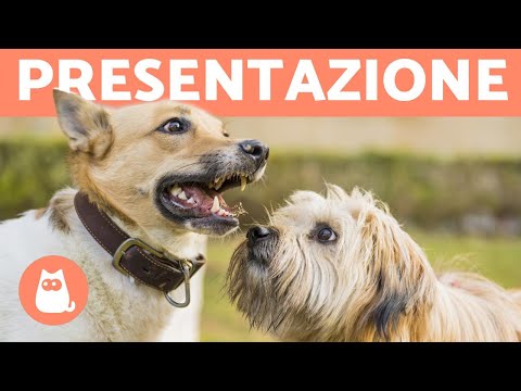 Video: 7 Razze Di Cani Amiche Dei Cani Che Vanno D'accordo Con Altri Cuccioli