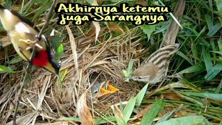 KEINDAHAN SARANG BURUNG DI PEGUNUNGAN ‼ TI'IS CEULI HERANG PANON ( sarang burung cucak koreng )