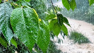 Real Rain Sounds in the Forest 🌧️ | Authentic Rain for Sleep & Relaxation