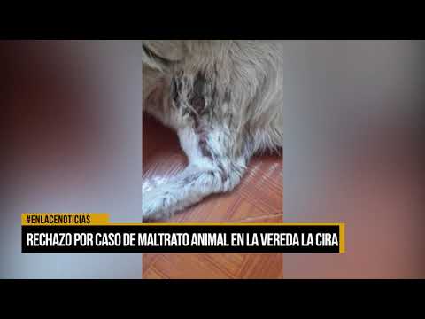 Rechazo por caso de maltrato animal en la vereda La Cira