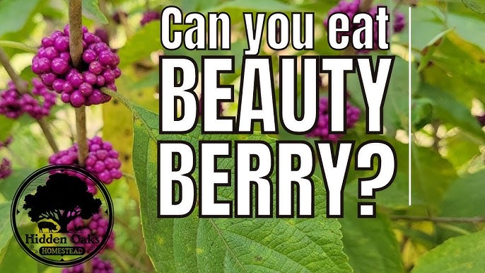 Beautyberry: Edible Wild Plant Of Florida - Youtube
