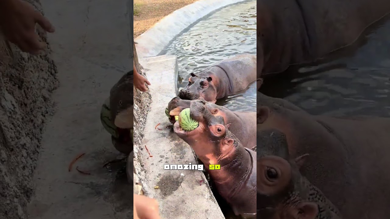 Every hippo gets a watermelon🦛🍉 