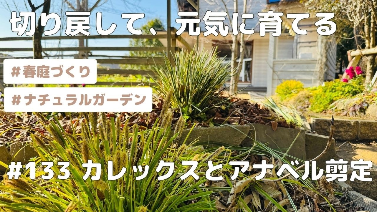 【#133 春が来る前に切り戻し！庭をリフレッシュします】ナチュラルガーデン