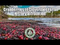 Cranberries ocean county history  tradition