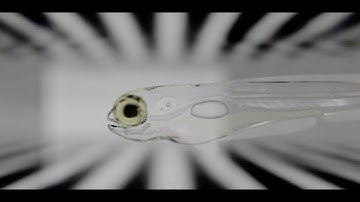 A simulated larval zebrafish maintains its position in flowing 