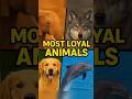 Top 4 Most Loyal Animals 🐶🐺🐘🐬 #1 Will Shock You! #animals #facts #shorts