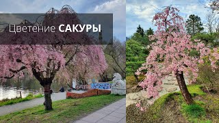 ЯПОНИЯ В ГЕРМАНИИ / САКУРА ЦВЕТЕТ / ЯПОНСКИЙ САД BONSAI GARDEN